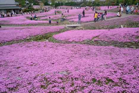 三田市永沢寺の芝桜